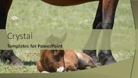  Presentation with foal - Cool new PPT theme with new-born foal backdrop and a mint green colored foreground