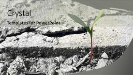  Presentation with new born - Beautiful presentation theme featuring new born sprout in difficult backdrop and a light gray colored foreground