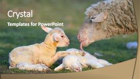  Presentation with new born - Colorful presentation enhanced with new born two little lambs with their mother backdrop and a gray colored foreground
