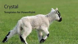  Presentation with new born - Slides enhanced with new born white and black speckled lamb running on the grass in spring background and a seafoam green colored foreground