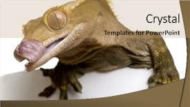  Presentation with mouth - PPT theme having new caledonian crested gecko rhacodactylus ciliatus licking his mouth in front of white background background and a coral colored foreground