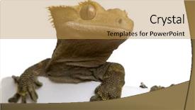  Presentation with new caledonia - Presentation theme enhanced with new caledonian crested gecko background and a gold colored foreground