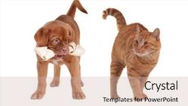  Presentation with kitten - Audience pleasing slide set consisting of chivalric - smiling middle-aged matured senior husband backdrop and a lemonade colored foreground