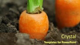  Presentation with carrots - Beautiful slides featuring new fresh carrots in soil in garden backdrop and a tawny brown colored foreground