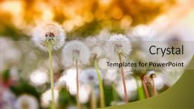  Presentation with seed - PPT theme featuring dandelion seed heads at sunset background and a coral colored foreground
