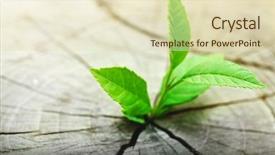  Presentation with growing tree - Cool new slide deck with purpose withpower - plant growing through trunk backdrop and a soft green colored foreground