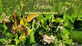  Presentation with lime - Amazing PPT theme having new-growth-of-leaves backdrop and a tawny brown colored foreground