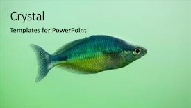  Presentation with papua new guinea - Theme having new-guinea-rainbowfish-melanotaenia-affinis background and a soft green colored foreground