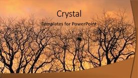  Presentation with heaven - Slides having new heaven new earth - tree against sunset background and a coral colored foreground