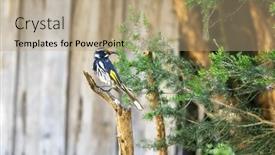  Presentation with green foliage - Presentation theme enhanced with new-holland-honeyeater-phylidonyris-novaehollandiae background and a coral colored foreground