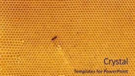  Presentation with comb bee - Colorful PPT layouts enhanced with new honeycomb - background of fresh honey backdrop and a gold colored foreground