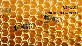  Presentation with close up of beef tartar - Cool new PPT layouts with new honeycomb - close up view backdrop and a gold colored foreground