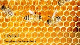  Presentation with honeycomb - Audience pleasing PPT theme consisting of new honeycomb - close up view backdrop and a gold colored foreground