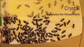  Presentation with honeycomb - Amazing PPT layouts having new honeycomb - fresh honey and bees backdrop and a  colored foreground