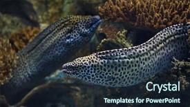  Presentation with honeycomb - Presentation theme enhanced with new honeycomb - laced moray gymnothorax favagineus also background and a tawny brown colored foreground