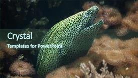  Presentation with cartoon leopard - PPT layouts having new honeycomb - laced moray gymnothorax favagineus also background and a tawny brown colored foreground