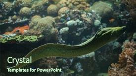  Presentation with honeycomb - Colorful slide deck enhanced with new honeycomb - laced moray gymnothorax favagineus also backdrop and a tawny brown colored foreground