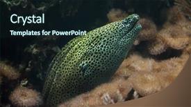  Presentation with keel billed toucan also known - Colorful slide deck enhanced with new honeycomb - laced moray gymnothorax favagineus also backdrop and a wine colored foreground