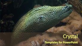  Presentation with keel billed toucan also known - PPT theme enhanced with new honeycomb - laced moray gymnothorax favagineus also background and a tawny brown colored foreground