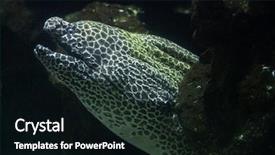  Presentation with keel billed toucan also known - Theme featuring new honeycomb - laced moray gymnothorax favagineus also background and a black colored foreground