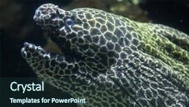 Presentation with keel billed toucan also known - Slides consisting of new honeycomb - laced moray gymnothorax favagineus also background and a tawny brown colored foreground