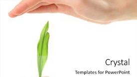  Presentation with eggshell - Cool new PPT layouts with new initiatives - human hands protecting young green backdrop and a white colored foreground