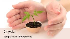 Presentation with eggshell - PPT theme with new initiatives - human hands protecting young green background and a coral colored foreground