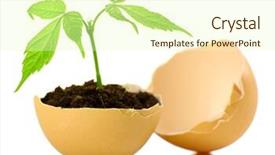  Presentation with young plant - Beautiful slide deck featuring new initiatives - young green plant growing backdrop and a soft green colored foreground