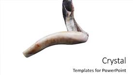  Presentation with jewish - Presentation design consisting of new jerusalem - jewish small horn shofar isolated background and a  colored foreground