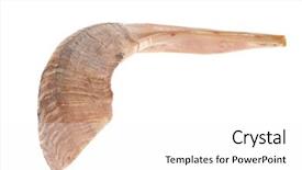  Presentation with isolated paw prints over white - Colorful theme enhanced with new jerusalem - ram horn shofar isolated backdrop and a white colored foreground