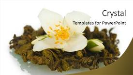  Presentation with jasmine flower - PPT layouts featuring new leaf - beautiful jasmine flower and dry background and a  colored foreground