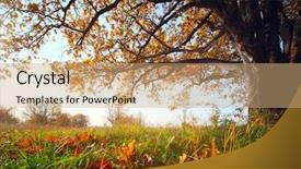  Presentation with interior design yellow and green - Colorful slide set enhanced with new leaf - big autumn oak and green backdrop and a coral colored foreground