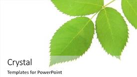  Presentation with green leaves - Amazing presentation theme having new leaf - green leaves isolated on white backdrop and a  colored foreground