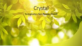  Presentation with green leaf - Audience pleasing PPT theme consisting of new leaf and sun ray backdrop and a yellow colored foreground