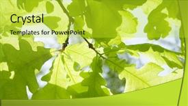  Presentation with oak tree - Presentation having new leaf of oak tree background and a yellow colored foreground