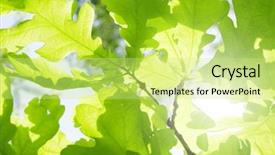  Presentation with oak tree - Presentation having new leaf of oak tree background and a yellow colored foreground