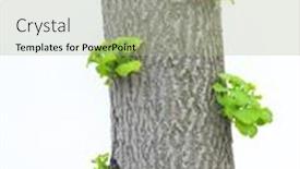  Presentation with tree - Cool new presentation with new-leaf-on-tree-trunk backdrop and a mint green colored foreground