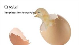  Presentation with eggshell - Slides with new life - baby chicken coming background and a white colored foreground