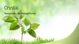  Presentation with green nature - Audience pleasing PPT theme consisting of new life - green grass and chamomiles backdrop and a mint green colored foreground