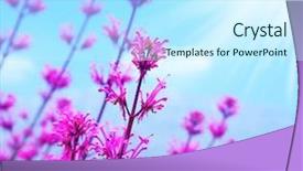  Presentation with pink sky - Audience pleasing PPT theme consisting of new life - pink spring flower field abstract backdrop and a cool aqua colored foreground