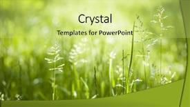  Presentation with green life - Presentation design with new life - summer flowering grass and green background and a soft green colored foreground