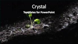  Presentation with growing - Amazing slide deck having new life concept small plant backdrop and a black colored foreground