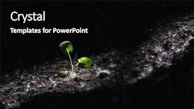  Presentation with growing - Beautiful PPT layouts featuring new life concept small plant backdrop and a black colored foreground