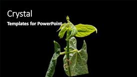  Presentation with green life - Colorful PPT theme enhanced with new-life-of-bean-seedling backdrop and a black colored foreground