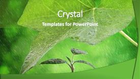  Presentation with nurture - Amazing slides having new life protection and nurture backdrop and a  colored foreground