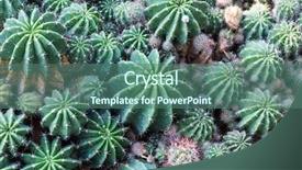  Presentation with cartoon cactus - PPT layouts having new mexico - cactus close up background and a ocean colored foreground