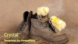  Presentation with chicks - Cool new PPT layouts with new old - boot climbing easter chicks backdrop and a tawny brown colored foreground