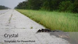  Presentation with new orleans - PPT theme enhanced with new orleans - sept 1 an alligator crawls along an empty freeway during a curfew imposed because of hurricane gustav on september 1 2008 near new orleans background and a light gray colored foreground