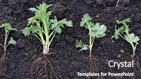  Presentation with new life baby plant - Presentation theme consisting of new plant on the soil background and a  colored foreground