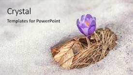  Presentation with blooming flower animated crocus - Amazing slides having new plants - spring flower crocus close up backdrop and a  colored foreground